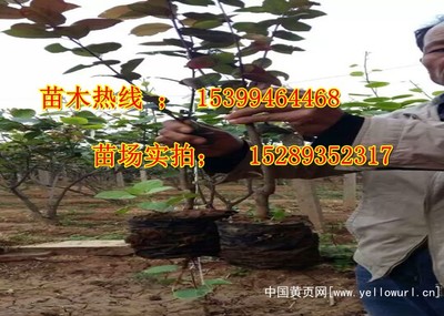 北方苗木产地供应营养杯丛生红叶李 价格1元上车|灌木|园林植物|农业|产品|中国黄页网