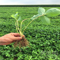 镇江黄页 连接古城与现代生活的信息桥梁